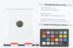 Foto (Objekt + Etikett) von Elaeis eocenica Ettingshausen (NHMW-GEO-2024-0188-9144)
